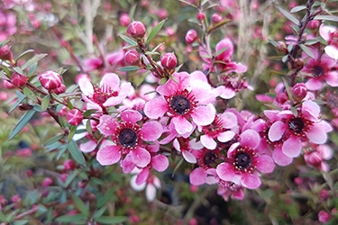Leptospermum Pink Cascade.jpg